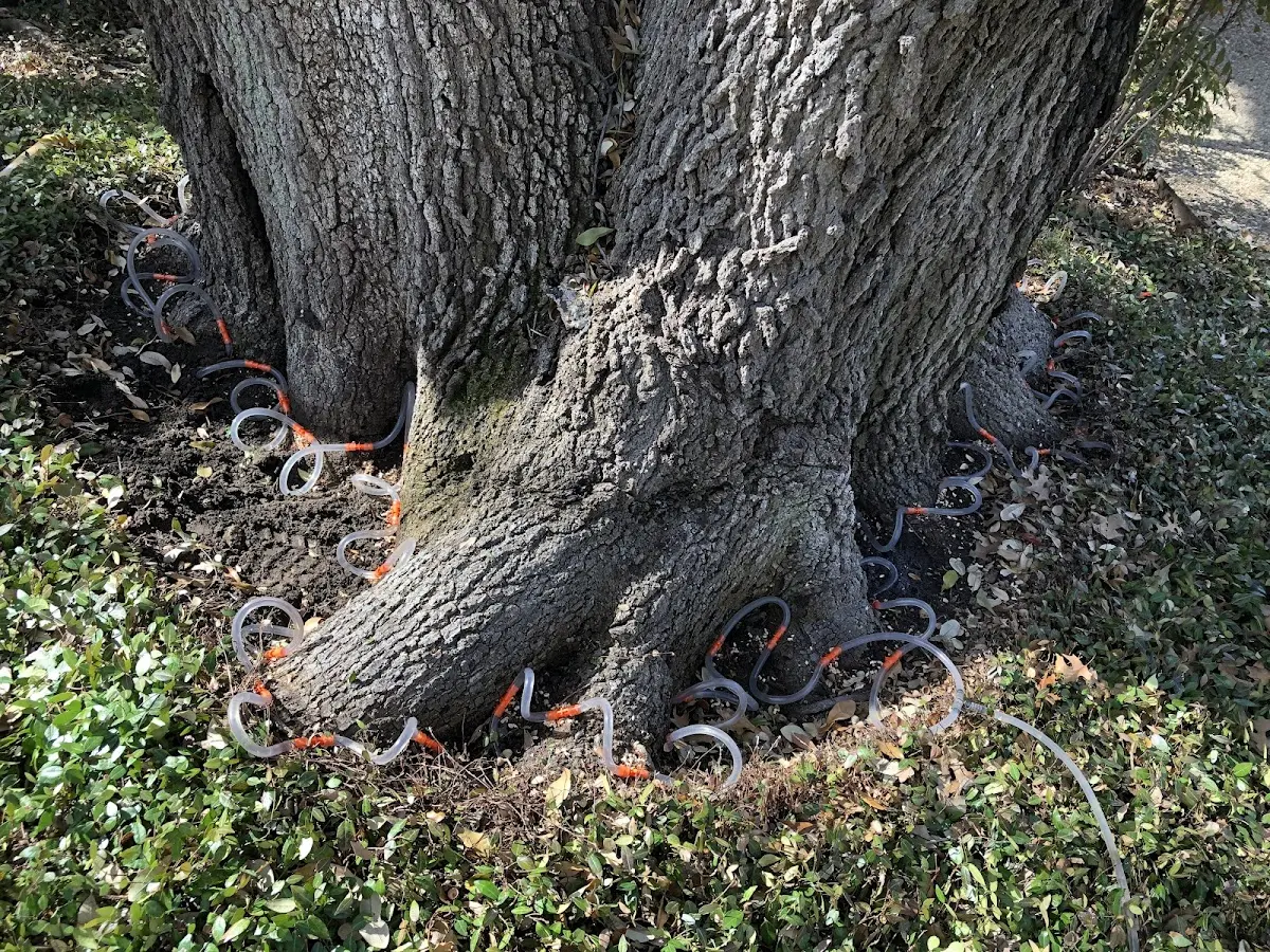 Detailed Tree Cabling and Bracing job site in Tridell