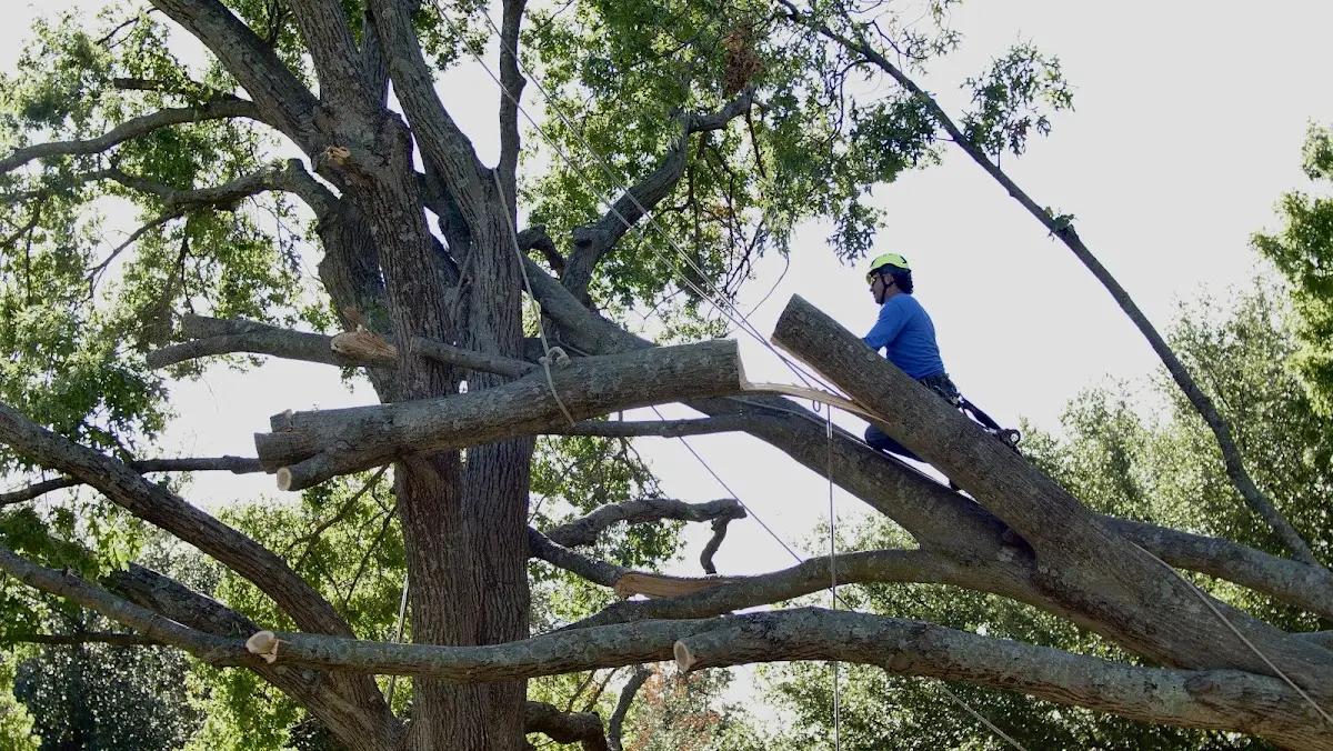 Professional Crown Thinning performed by certified arborists in Tridell