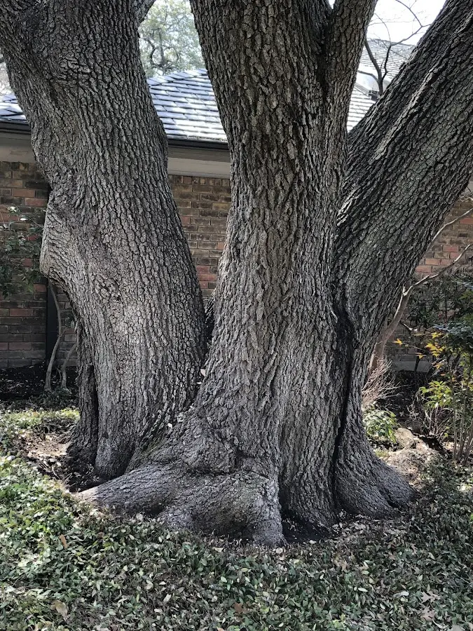 Mature heritage tree close to a Tridell property cared for by certified arborists